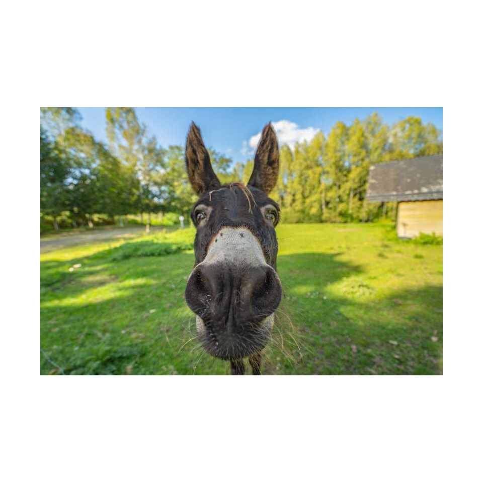 ©Thibault Poriel-LBST - Quistinic, autour de la Chapelle Saint-Tugdual (Morbihan)