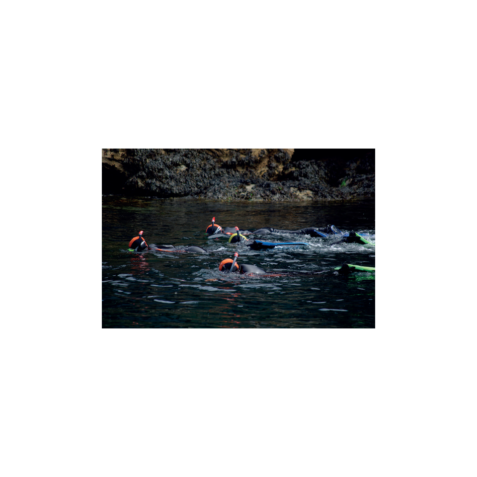 ©Sellor - Snorkeling sur le littoral de Lorient Bretagne Sud (Morbihan)