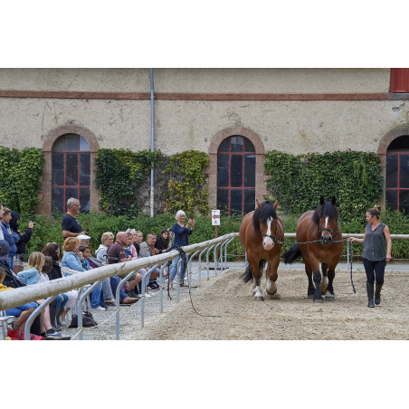 ©Sellor - Spectacle au Haras National d'Hennebont