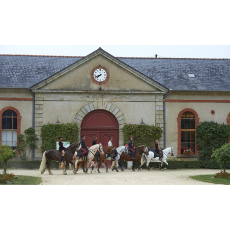 ©y.zedda - LBST - Le Haras National d'Hennebont