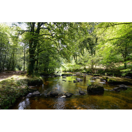 ©Emmanuel Lemée-LBST - La forêt de Pont Calleck en vallée du Scorff