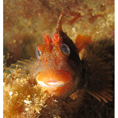 ©Sellor - Faune et Flore sous-marine à Lorient Bretagne Sud (Morbihan)