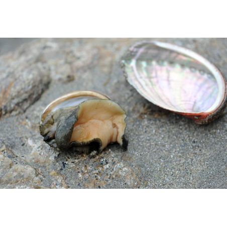 ©Groix Haliotis - Des ormeaux, élevage et producteur local à l'île de Groix (Morbihan)