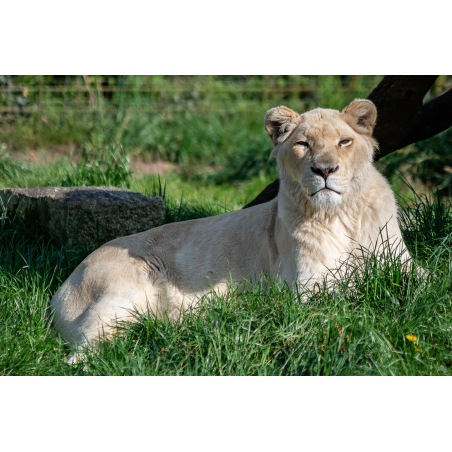 Lion blanc au parc animalier et refuge Les Terres de Nataé à Pont-Scorff (Morbihan) - ©Julien Dujardin