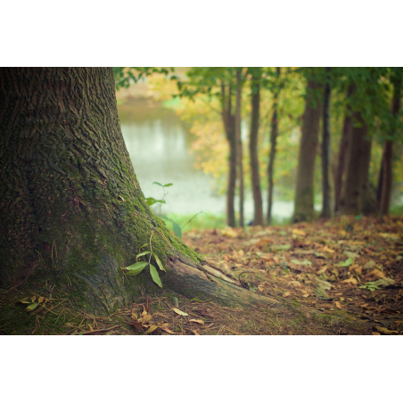 Bain de foret avec Sa plus belle harmonie à Lorient Bretagne Sud (Morbihan)