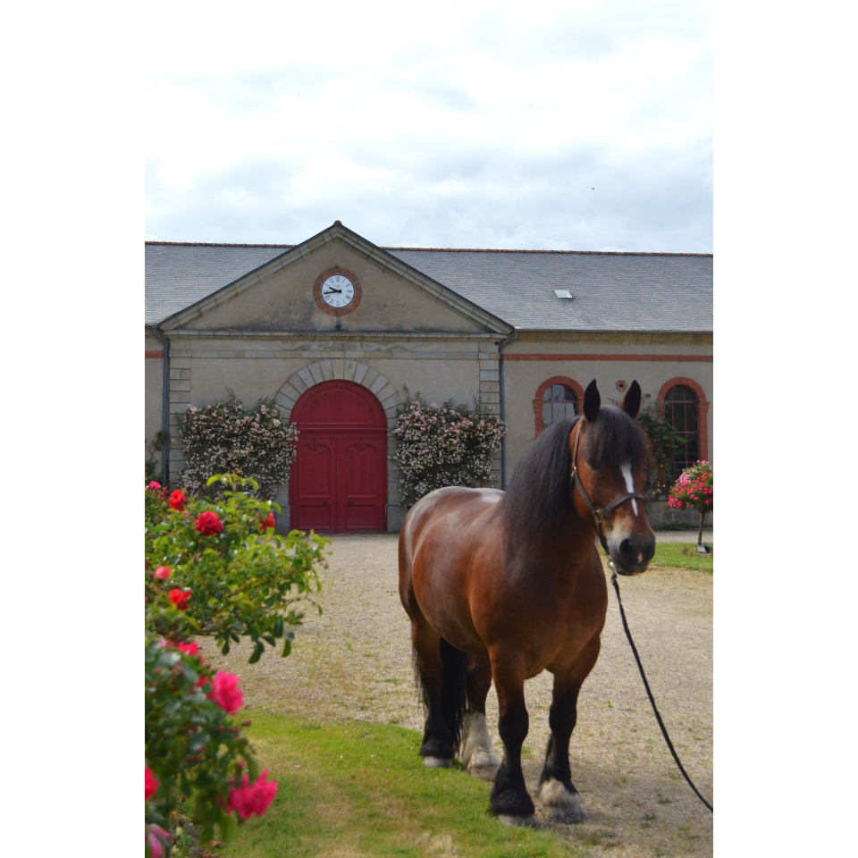 Cheval de trait breton au Haras national d'Hennebont (Morbihan) - ©A. Marcos - LBST