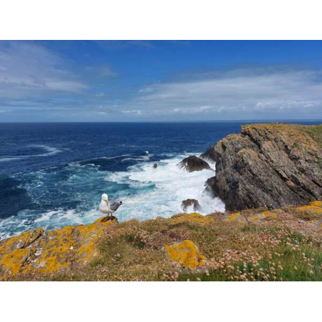 Goéland sur les falaises de la pointe de Pen Men à l'île de Groix (Morbihan) ©Anaïs Marcos-LBST