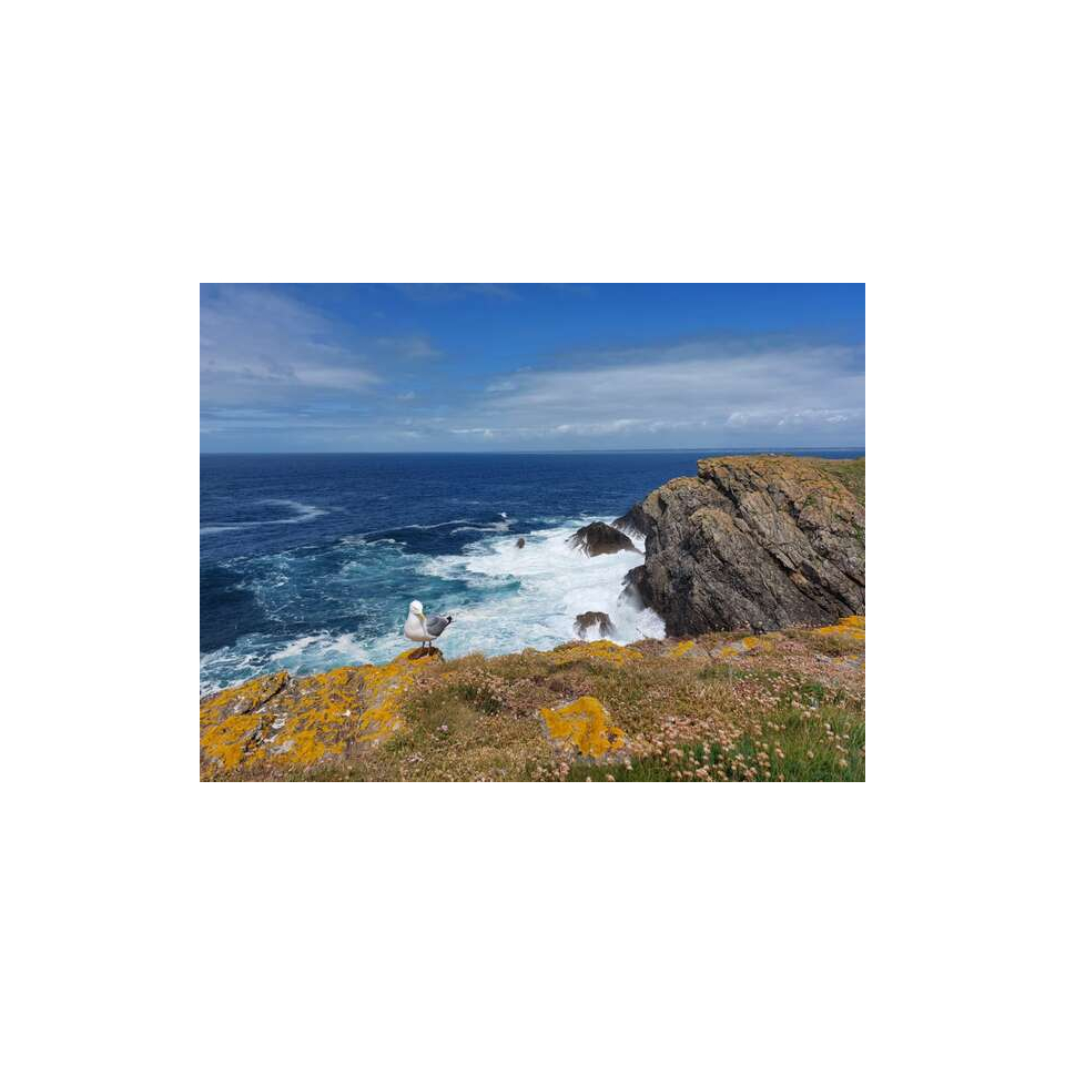 Goéland sur les falaises de la pointe de Pen Men à l'île de Groix (Morbihan) ©Anaïs Marcos-LBST