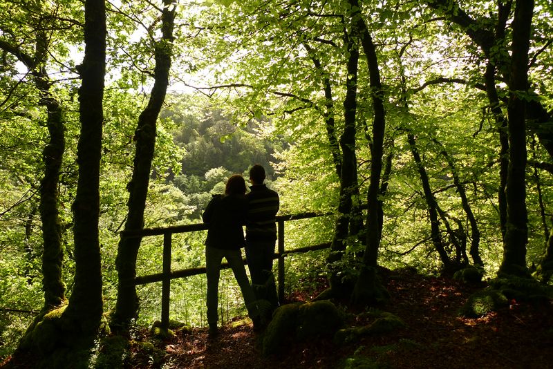 Vue sur la forêt depuis l'Auberge de Pont-Calleck à Inguiniel (Morbihan)