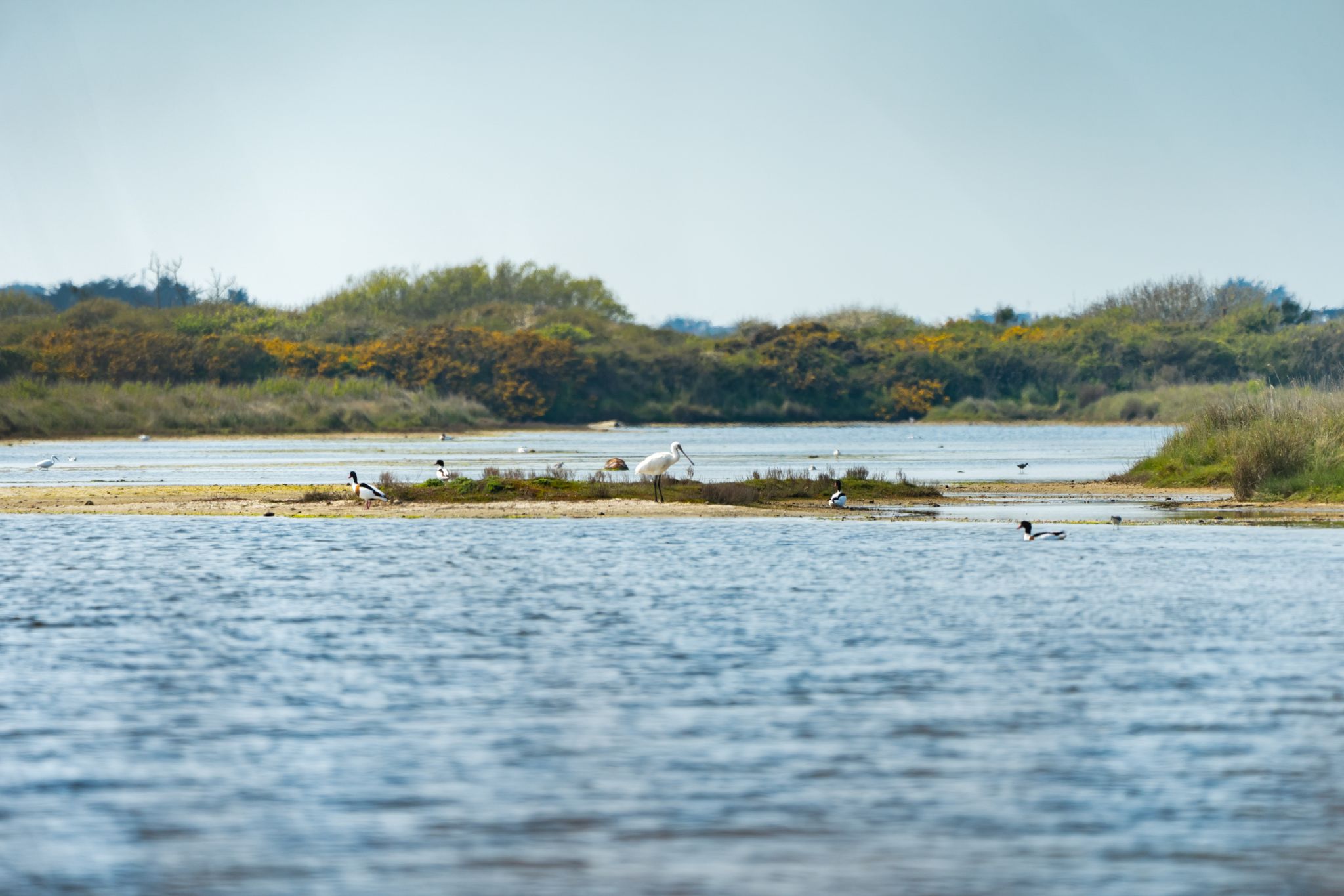 Oiseaux dans la Petite Mer de Gâvres - espace Natura 2000 (Morbihan) - ©Thibault Poriel - LBST