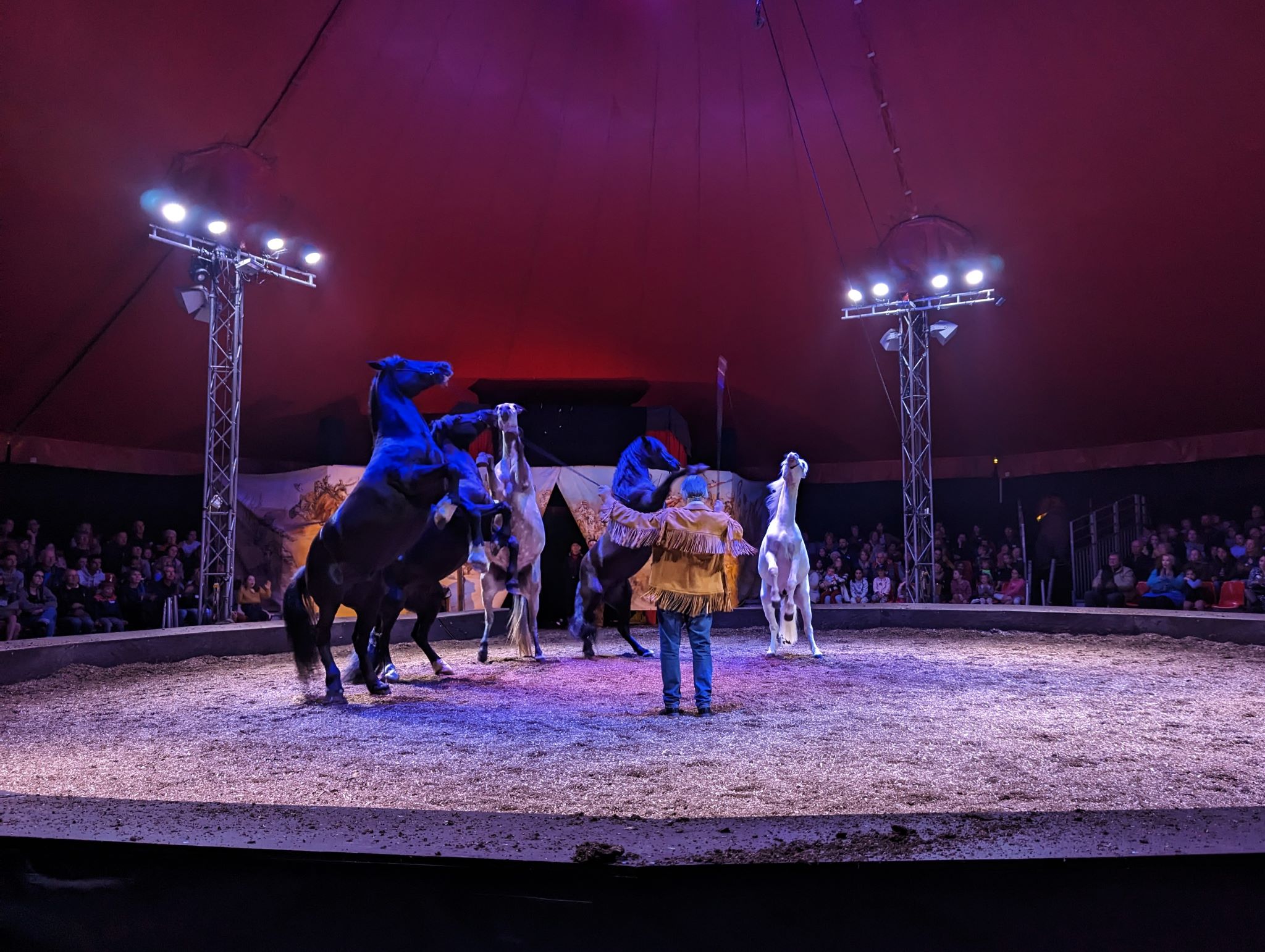 Spectacle équestre au Haras national d'Hennebont (Morbihan) - ©O. Cadet - LBST